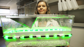 Kerry Gilbraith, UA surgical specialist, holds a clear plastic container affixed with green LED strips, which was used in the study. (Photo: Bob Demers/UANews) Kerry Gilbraith, UA surgical specialist, holds a clear plastic container affixed with green LED strips, which was used in the study. (Photo: Bob Demers/UANews)